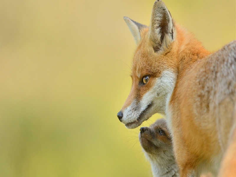 贵州试管金阳医院(美国试管生子流程)
